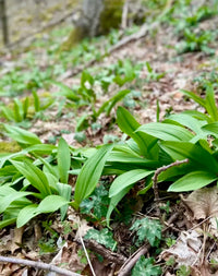 Wild Ramp BBQ Sauce